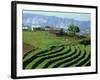 Terracing on Small Farm, Godet, Haiti, West Indies, Caribbean, Central America-Murray Louise-Framed Photographic Print