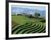 Terracing on Small Farm, Godet, Haiti, West Indies, Caribbean, Central America-Murray Louise-Framed Photographic Print