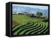 Terracing on Small Farm, Godet, Haiti, West Indies, Caribbean, Central America-Murray Louise-Framed Stretched Canvas