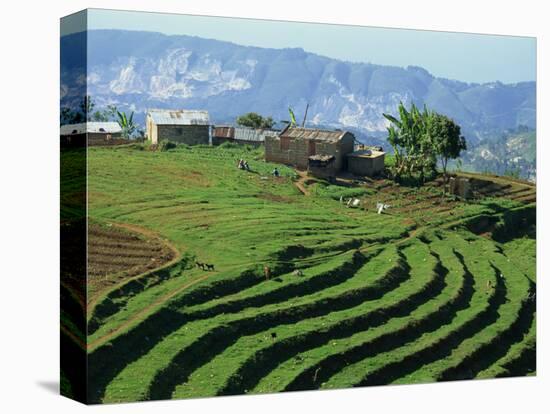 Terracing on Small Farm, Godet, Haiti, West Indies, Caribbean, Central America-Murray Louise-Stretched Canvas