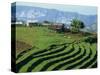 Terracing on Small Farm, Godet, Haiti, West Indies, Caribbean, Central America-Murray Louise-Stretched Canvas
