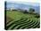 Terracing on Small Farm, Godet, Haiti, West Indies, Caribbean, Central America-Murray Louise-Stretched Canvas