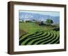 Terracing on Small Farm, Godet, Haiti, West Indies, Caribbean, Central America-Murray Louise-Framed Photographic Print