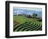 Terracing on Small Farm, Godet, Haiti, West Indies, Caribbean, Central America-Murray Louise-Framed Photographic Print