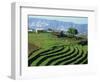 Terracing on Small Farm, Godet, Haiti, West Indies, Caribbean, Central America-Murray Louise-Framed Photographic Print