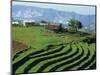 Terracing on Small Farm, Godet, Haiti, West Indies, Caribbean, Central America-Murray Louise-Mounted Photographic Print