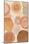 Terracotta Shells II-Flora Kouta-Mounted Art Print