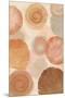 Terracotta Shells II-Flora Kouta-Mounted Art Print