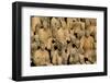 Terracotta Soldiers UNESCO World Heritage Site-Darrell Gulin-Framed Photographic Print