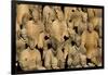 Terracotta Soldiers UNESCO World Heritage Site-Darrell Gulin-Framed Photographic Print