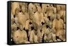 Terracotta Soldiers UNESCO World Heritage Site-Darrell Gulin-Framed Stretched Canvas