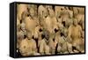 Terracotta Soldiers UNESCO World Heritage Site-Darrell Gulin-Framed Stretched Canvas