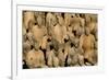 Terracotta Soldiers UNESCO World Heritage Site-Darrell Gulin-Framed Photographic Print