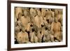 Terracotta Soldiers UNESCO World Heritage Site-Darrell Gulin-Framed Photographic Print