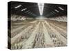 Terracotta Warriors Army, Pit Number 1, Xian, Shaanxi, China, Asia-Neale Clark-Stretched Canvas