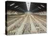 Terracotta Warriors Army, Pit Number 1, Xian, Shaanxi, China, Asia-Neale Clark-Stretched Canvas