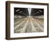 Terracotta Warriors Army, Pit Number 1, Xian, Shaanxi, China, Asia-Neale Clark-Framed Photographic Print