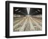 Terracotta Warriors Army, Pit Number 1, Xian, Shaanxi, China, Asia-Neale Clark-Framed Photographic Print