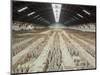 Terracotta Warriors Army, Pit Number 1, Xian, Shaanxi, China, Asia-Neale Clark-Mounted Photographic Print