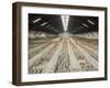 Terracotta Warriors Army, Pit Number 1, Xian, Shaanxi, China, Asia-Neale Clark-Framed Photographic Print