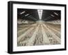 Terracotta Warriors Army, Pit Number 1, Xian, Shaanxi, China, Asia-Neale Clark-Framed Photographic Print