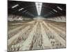 Terracotta Warriors Army, Pit Number 1, Xian, Shaanxi, China, Asia-Neale Clark-Mounted Photographic Print
