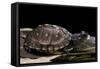 Terrapene Carolina Carolina (Florida Box Turtle)-Paul Starosta-Framed Stretched Canvas