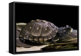 Terrapene Carolina Carolina (Florida Box Turtle)-Paul Starosta-Framed Stretched Canvas
