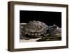 Terrapene Carolina Carolina (Florida Box Turtle)-Paul Starosta-Framed Premium Photographic Print