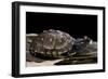 Terrapene Carolina Carolina (Florida Box Turtle)-Paul Starosta-Framed Photographic Print