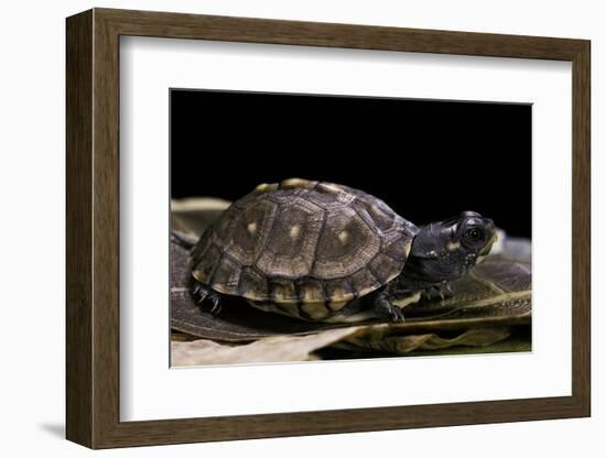 Terrapene Carolina Carolina (Florida Box Turtle)-Paul Starosta-Framed Photographic Print