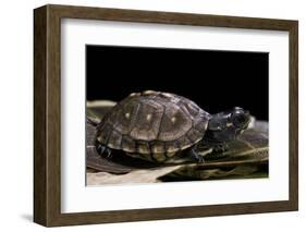 Terrapene Carolina Carolina (Florida Box Turtle)-Paul Starosta-Framed Photographic Print