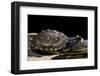 Terrapene Carolina Carolina (Florida Box Turtle)-Paul Starosta-Framed Photographic Print