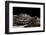 Terrapene Carolina Carolina (Florida Box Turtle)-Paul Starosta-Framed Photographic Print