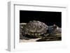 Terrapene Carolina Carolina (Florida Box Turtle)-Paul Starosta-Framed Photographic Print