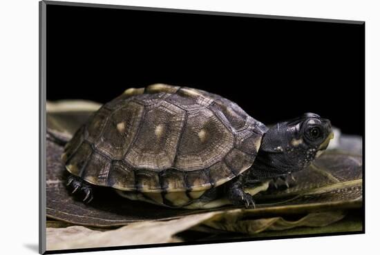 Terrapene Carolina Carolina (Florida Box Turtle)-Paul Starosta-Mounted Photographic Print