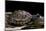Terrapene Carolina Carolina (Florida Box Turtle)-Paul Starosta-Mounted Photographic Print