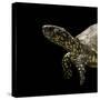 Terrapene Carolina (Florida Box Turtle)-Paul Starosta-Stretched Canvas