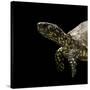 Terrapene Carolina (Florida Box Turtle)-Paul Starosta-Stretched Canvas