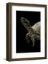 Terrapene Carolina (Florida Box Turtle)-Paul Starosta-Framed Photographic Print