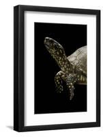 Terrapene Carolina (Florida Box Turtle)-Paul Starosta-Framed Photographic Print