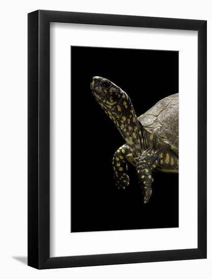 Terrapene Carolina (Florida Box Turtle)-Paul Starosta-Framed Photographic Print