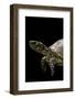 Terrapene Carolina (Florida Box Turtle)-Paul Starosta-Framed Photographic Print