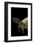 Terrapene Carolina (Florida Box Turtle)-Paul Starosta-Framed Photographic Print