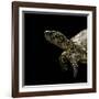 Terrapene Carolina (Florida Box Turtle)-Paul Starosta-Framed Photographic Print