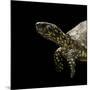 Terrapene Carolina (Florida Box Turtle)-Paul Starosta-Mounted Photographic Print