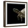 Terrapene Carolina (Florida Box Turtle)-Paul Starosta-Framed Photographic Print