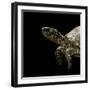 Terrapene Carolina (Florida Box Turtle)-Paul Starosta-Framed Photographic Print