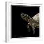 Terrapene Carolina (Florida Box Turtle)-Paul Starosta-Framed Photographic Print