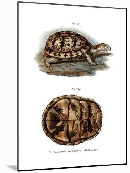 Terrapin-null-Mounted Giclee Print